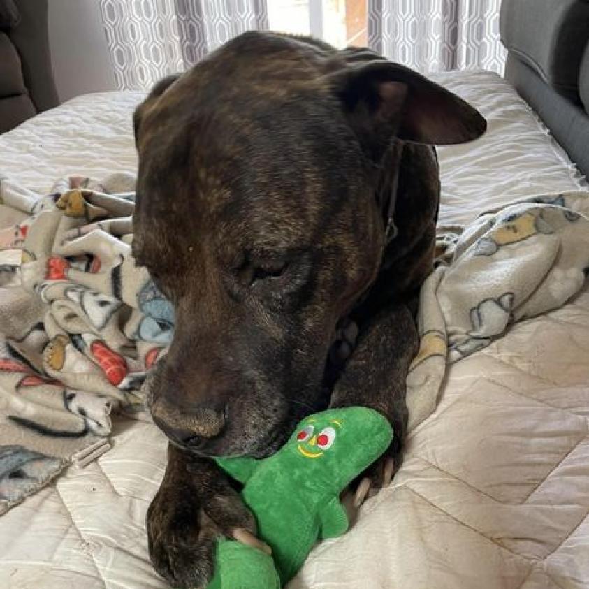 Buzz Lightyear, an adoptable American Staffordshire Terrier in Kanab, UT, 84741 | Photo Image 4