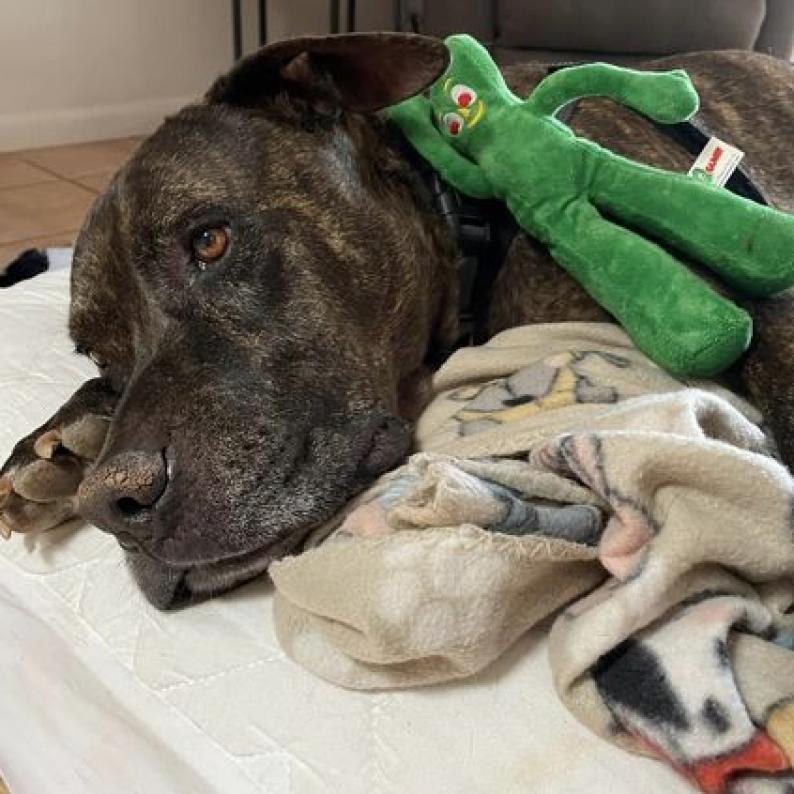 Buzz Lightyear, an adoptable American Staffordshire Terrier in Kanab, UT, 84741 | Photo Image 5