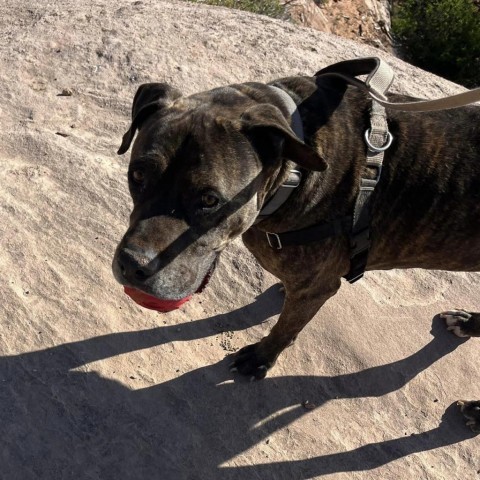 Buzz Lightyear, an adoptable American Staffordshire Terrier in Kanab, UT, 84741 | Photo Image 6