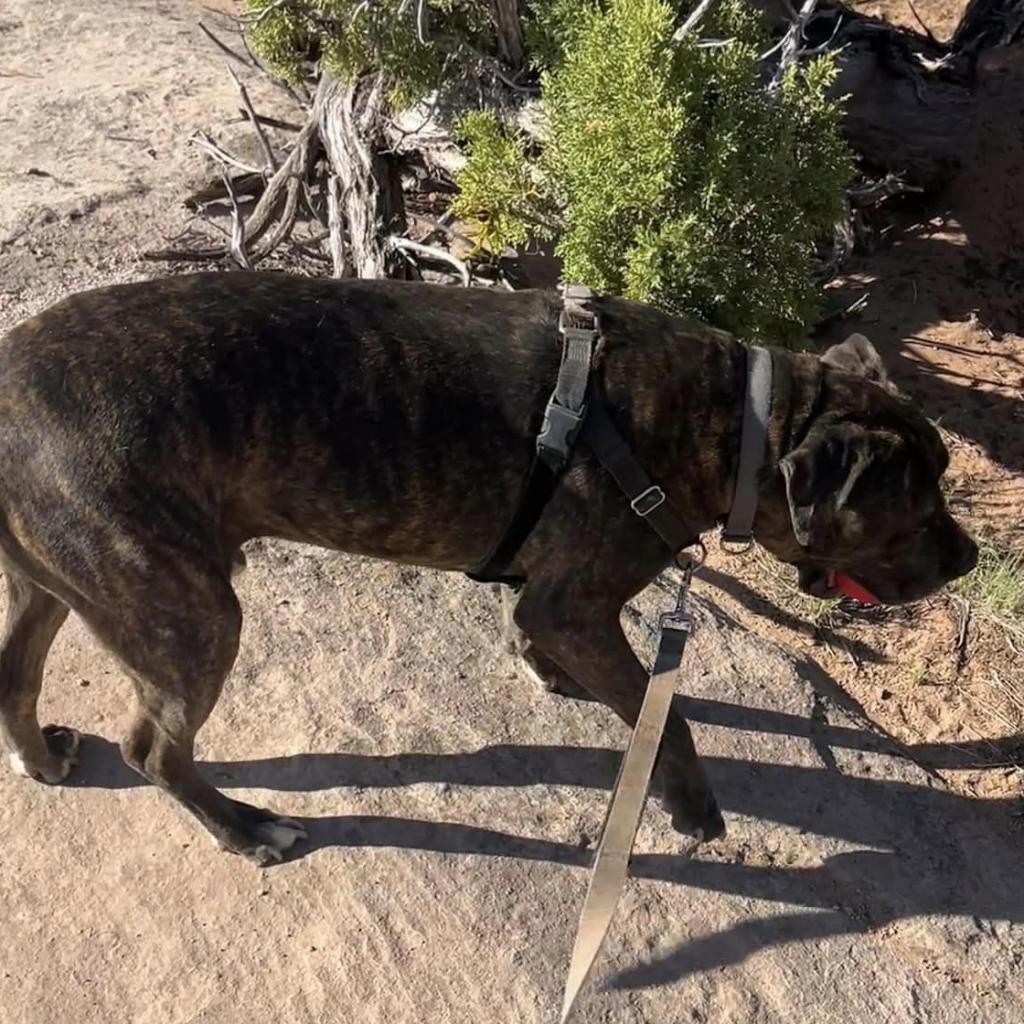 Buzz Lightyear, an adoptable American Staffordshire Terrier in Kanab, UT, 84741 | Photo Image 6