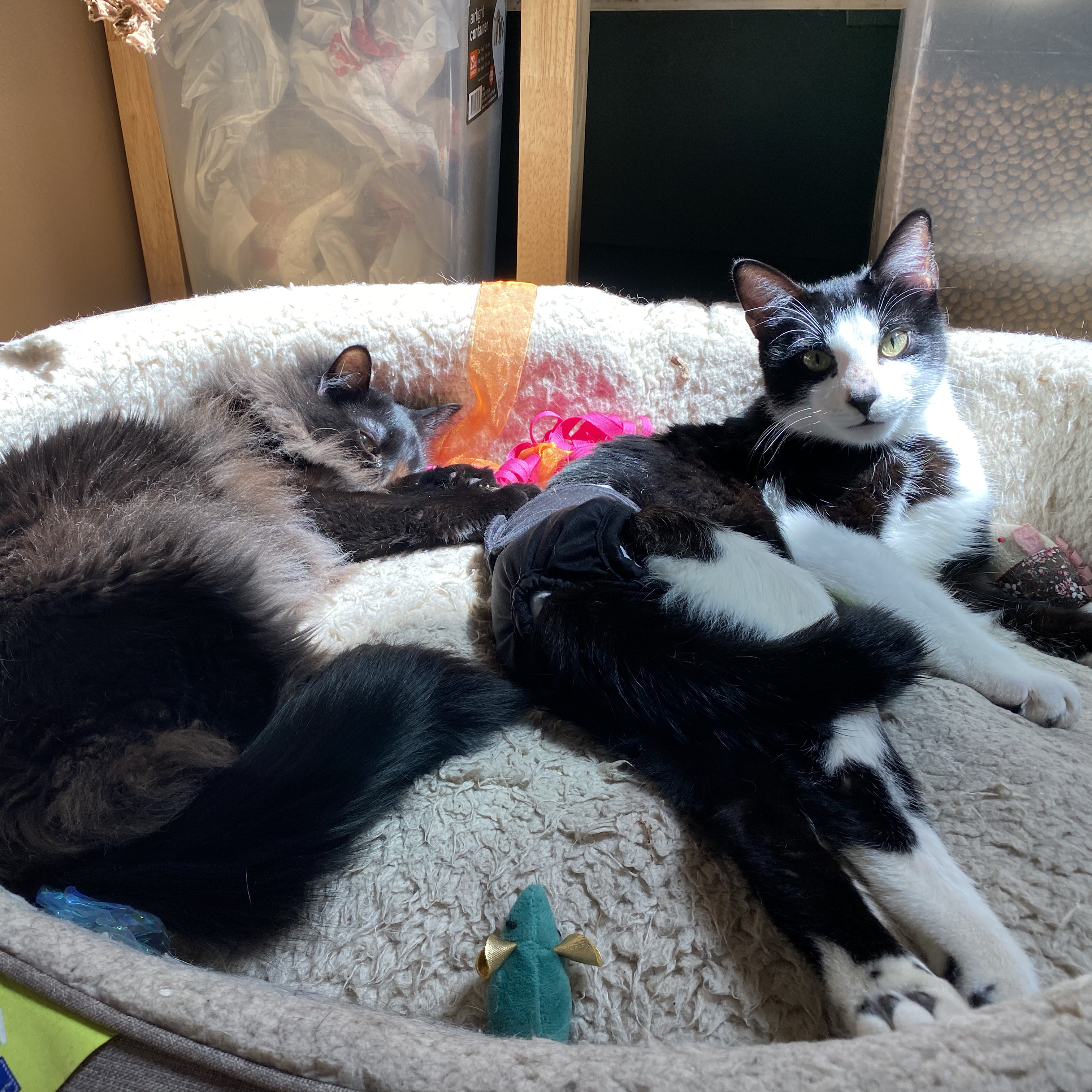 Felix, an adoptable Tuxedo in Plymouth, MN, 55442 | Photo Image 2