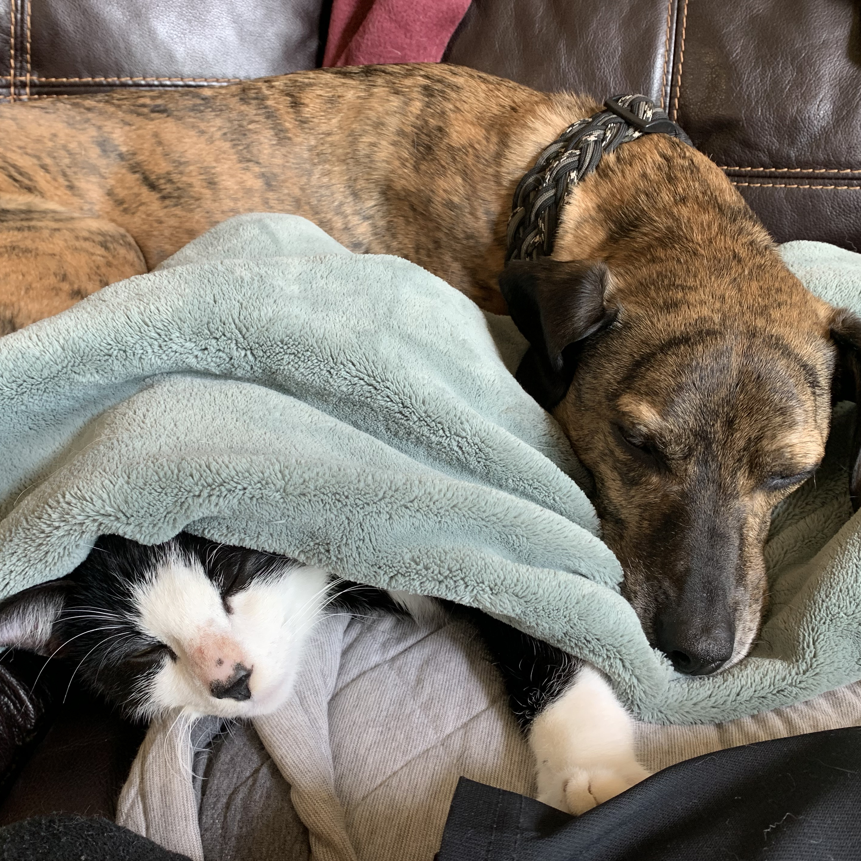 Felix, an adoptable Tuxedo in Plymouth, MN, 55442 | Photo Image 3