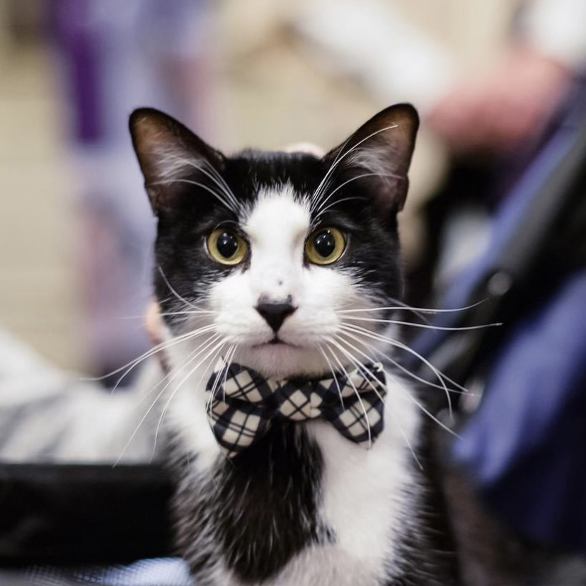 Felix, an adoptable Tuxedo in Plymouth, MN, 55442 | Photo Image 1