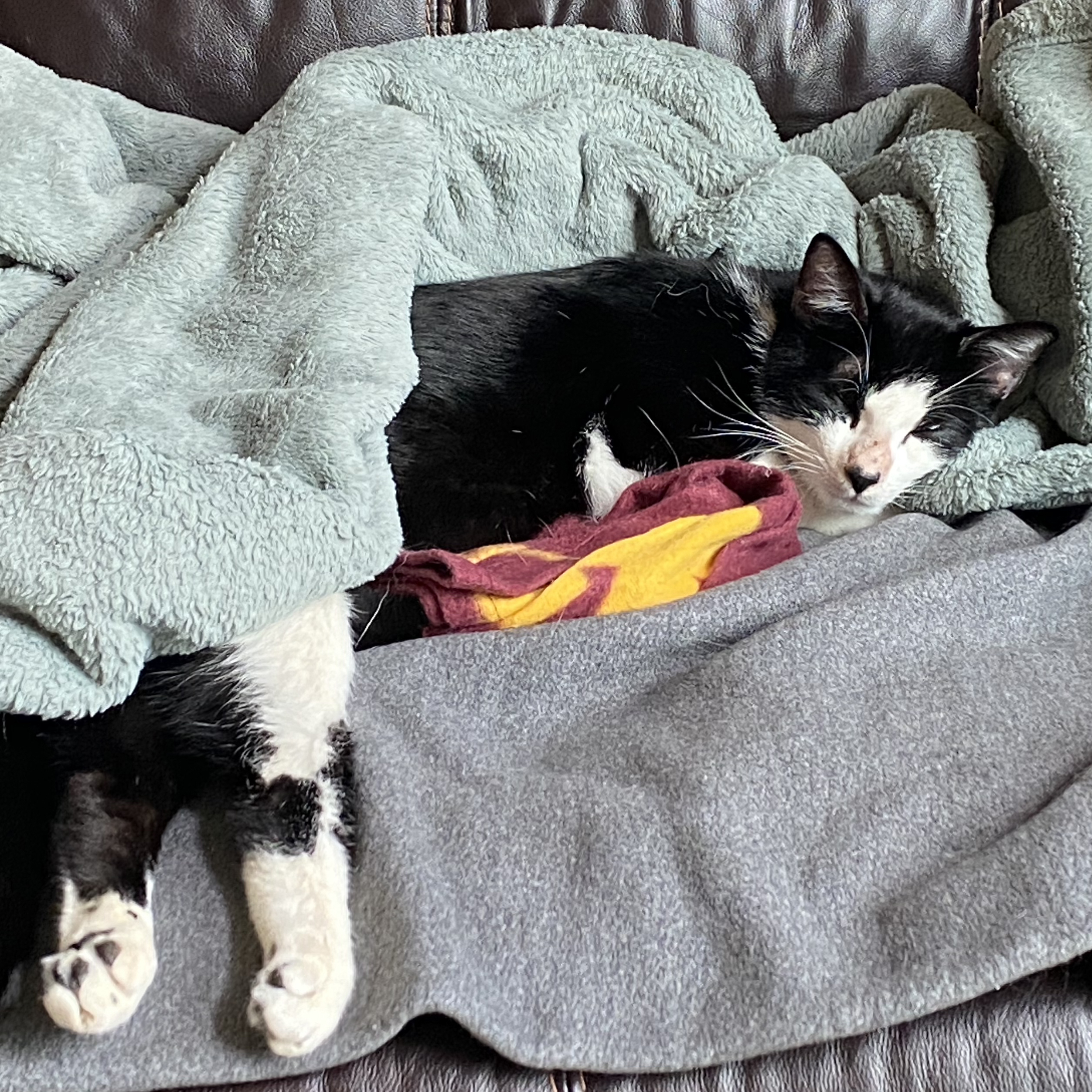 Felix, an adoptable Tuxedo in Plymouth, MN, 55442 | Photo Image 5