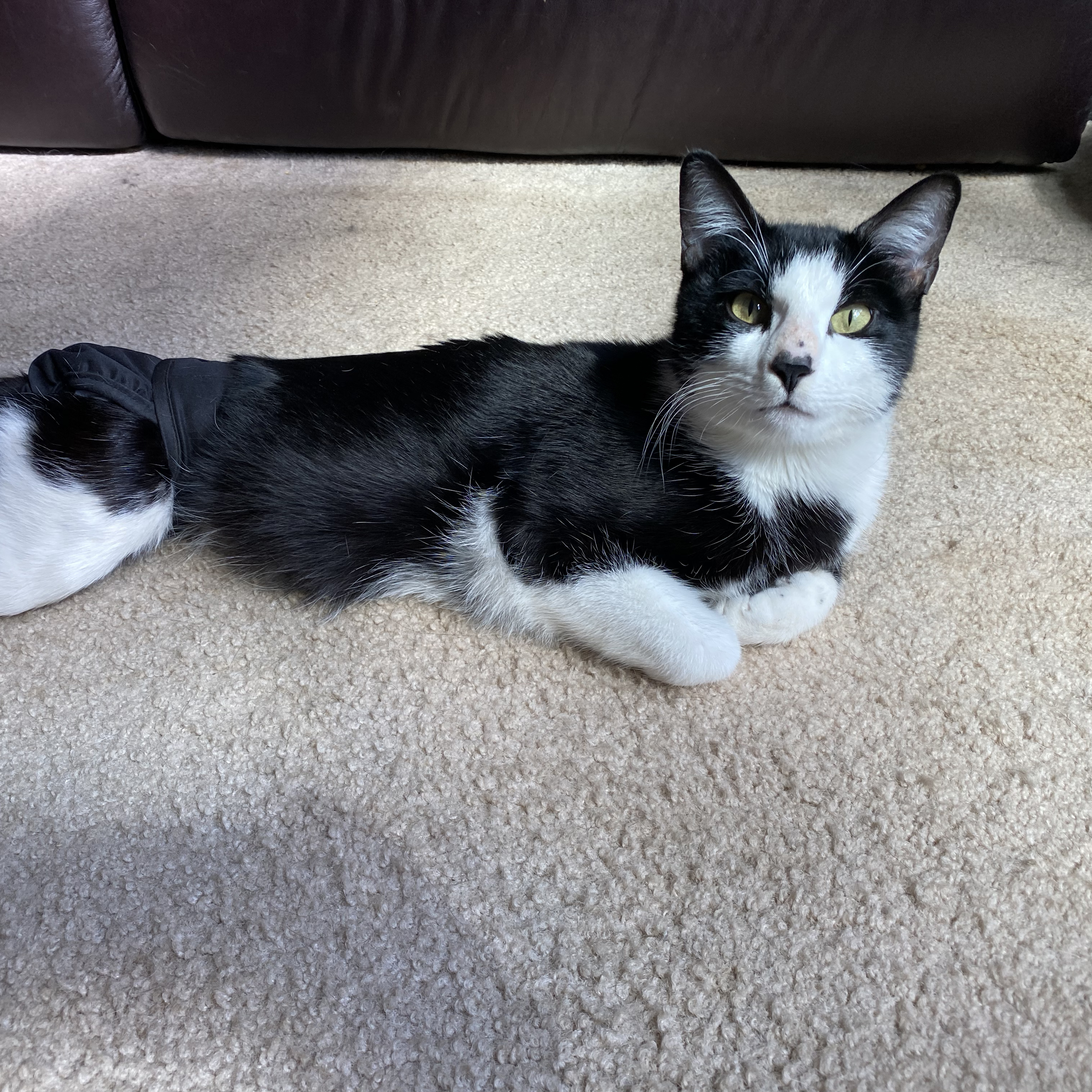 Felix, an adoptable Tuxedo in Plymouth, MN, 55442 | Photo Image 6