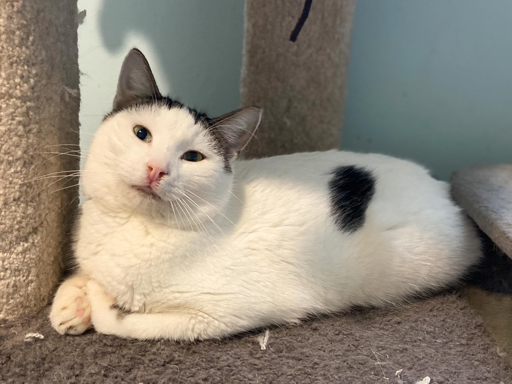 Pinky, an adoptable Domestic Short Hair in New Cumberland, WV, 26047 | Photo Image 2