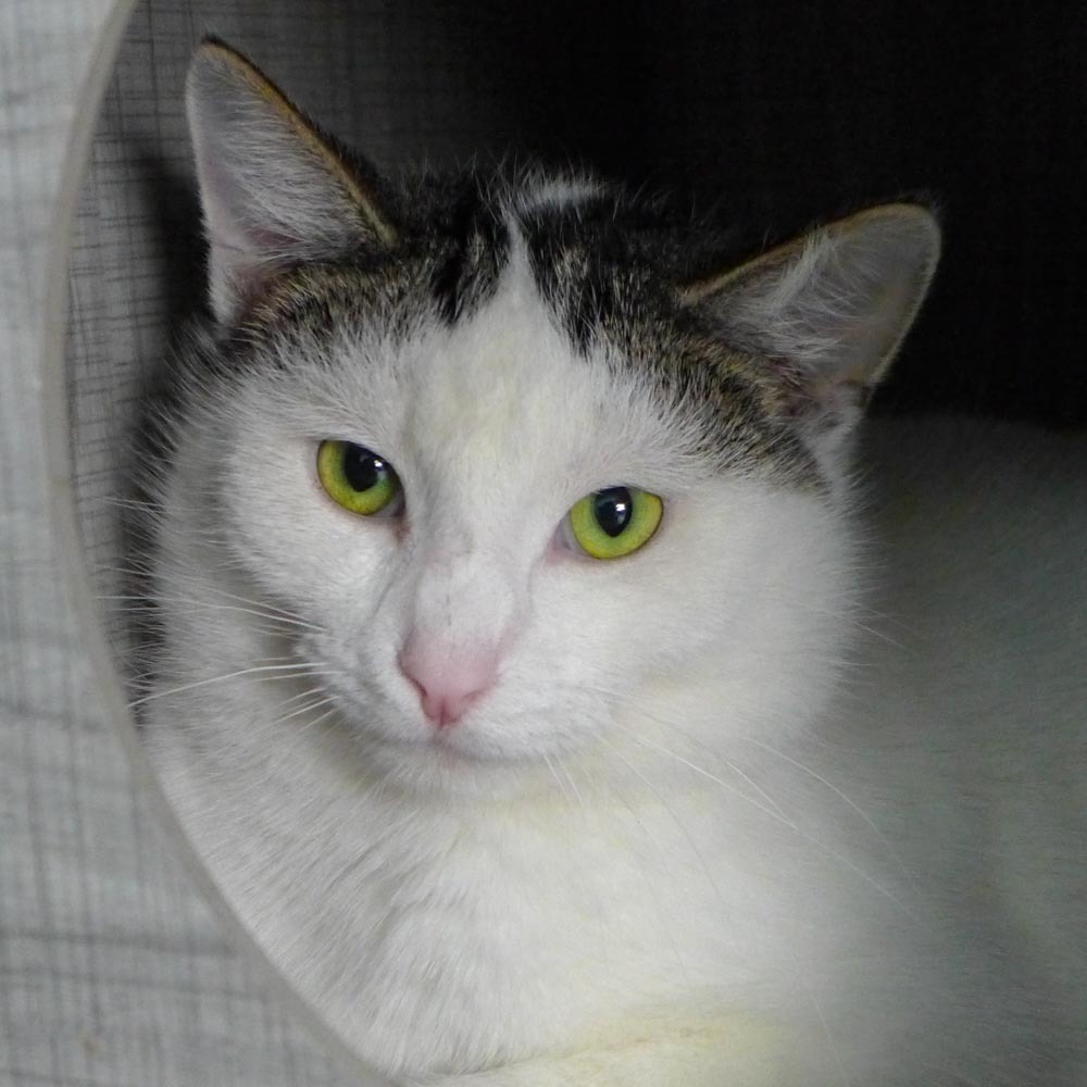 Pinky, an adoptable Domestic Short Hair in New Cumberland, WV, 26047 | Photo Image 1