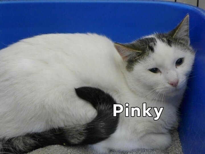 Pinky, an adoptable Domestic Short Hair in New Cumberland, WV, 26047 | Photo Image 4