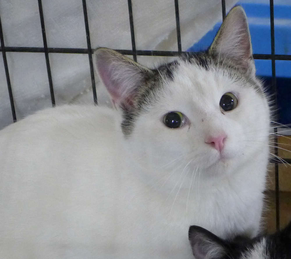 Pinky, an adoptable Domestic Short Hair in New Cumberland, WV, 26047 | Photo Image 4