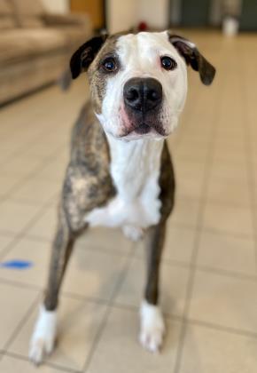 Roscoe, an adoptable Pit Bull Terrier in Traverse City, MI, 49696 | Photo Image 3