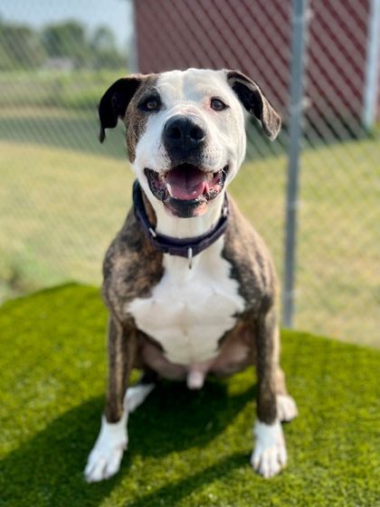 Roscoe, an adoptable Pit Bull Terrier in Traverse City, MI, 49696 | Photo Image 1