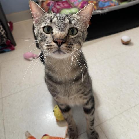 Beans, an adoptable Domestic Short Hair in Milford, IA, 51351 | Photo Image 2