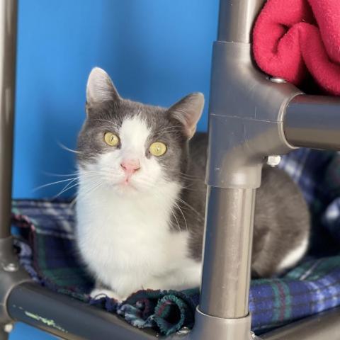 Hayden, an adoptable Domestic Short Hair in Milford, IA, 51351 | Photo Image 3