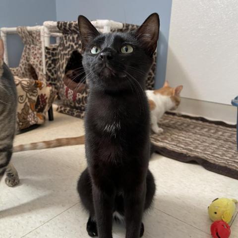 Poe, an adoptable Domestic Short Hair in Milford, IA, 51351 | Photo Image 1