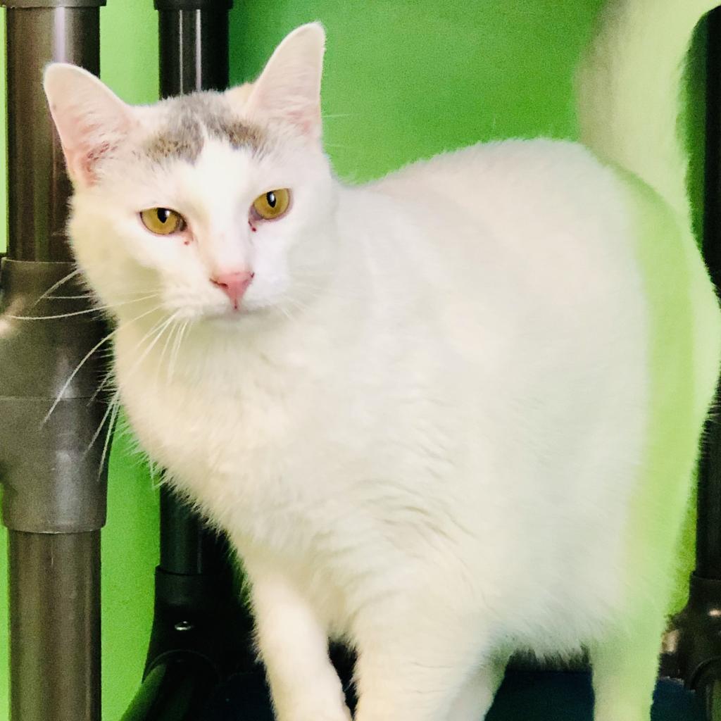 Chat, an adoptable Domestic Short Hair in Milford, IA, 51351 | Photo Image 1