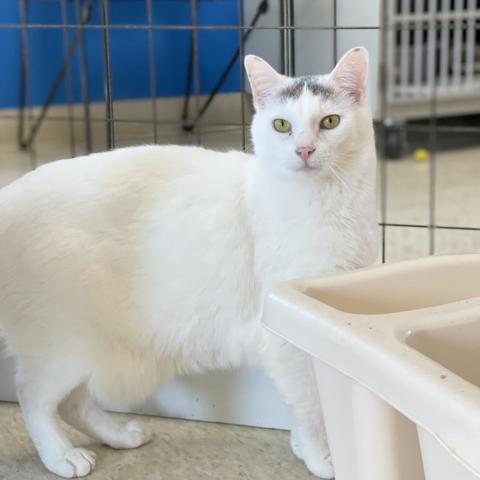 Chat, an adoptable Domestic Short Hair in Milford, IA, 51351 | Photo Image 5