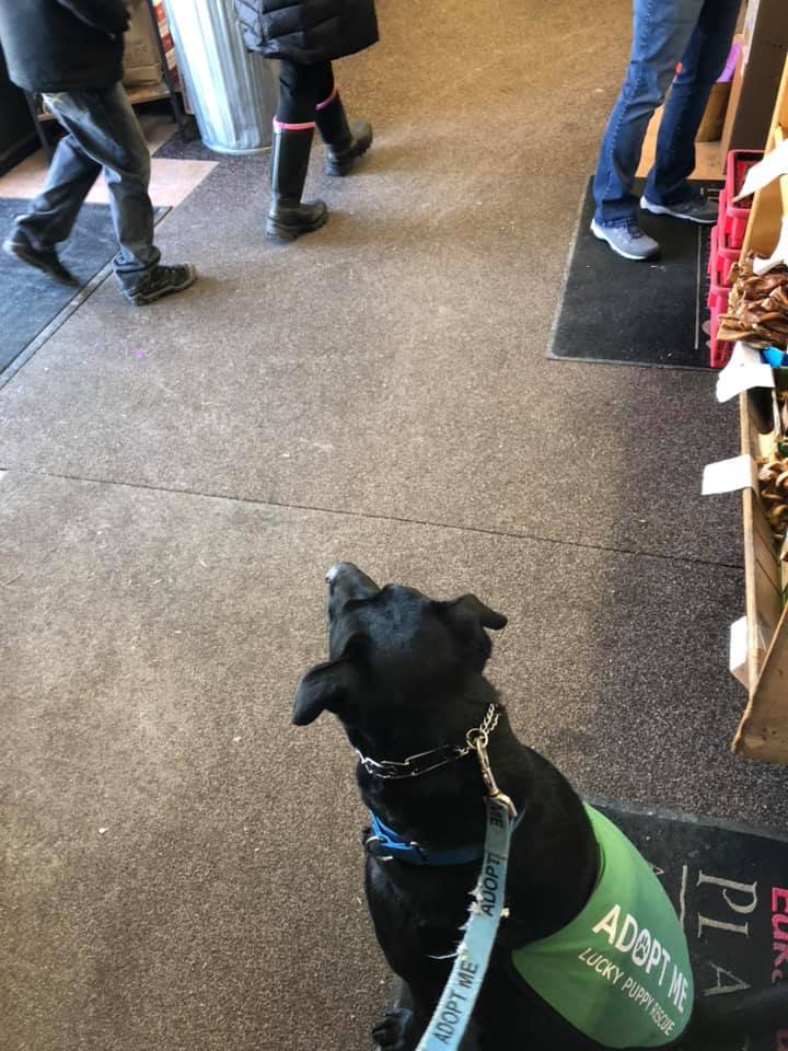 Dog for adoption Romie, a Labrador Retriever Mix in Argyle, NY