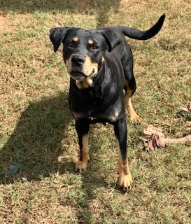 Bel (Belinda), an adoptable Rottweiler, Mixed Breed in Headland, AL, 36345 | Photo Image 2