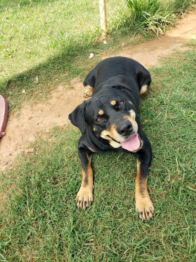 Bel (Belinda), an adoptable Rottweiler, Mixed Breed in Headland, AL, 36345 | Photo Image 4