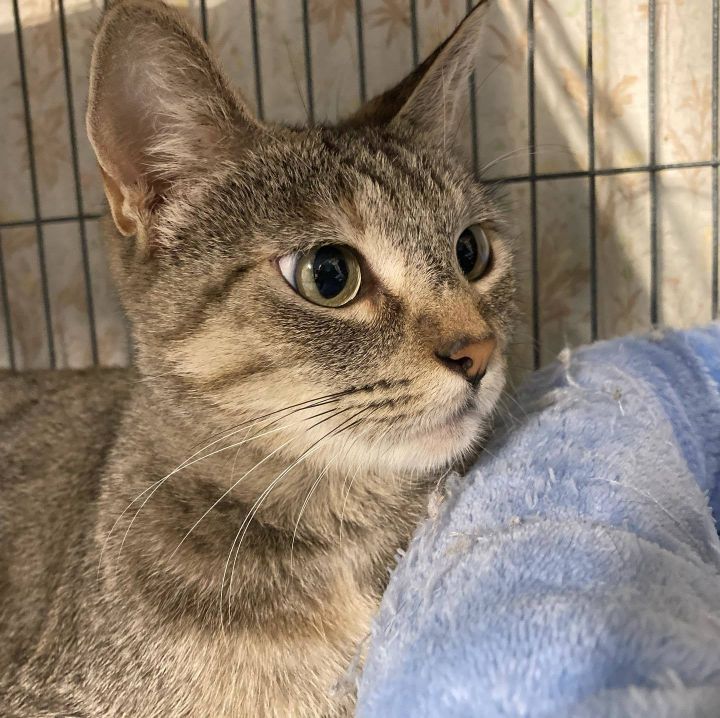 Cat for adoption Beautiful, a Domestic Short Hair Mix in Long Beach