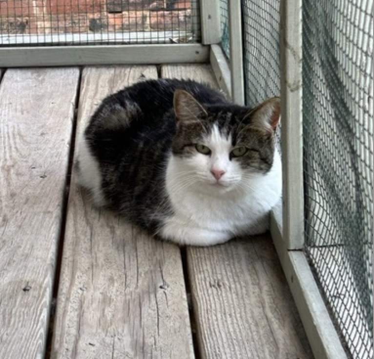 Pepper, an adoptable Domestic Short Hair in Pittsburgh, PA, 15220 | Photo Image 3