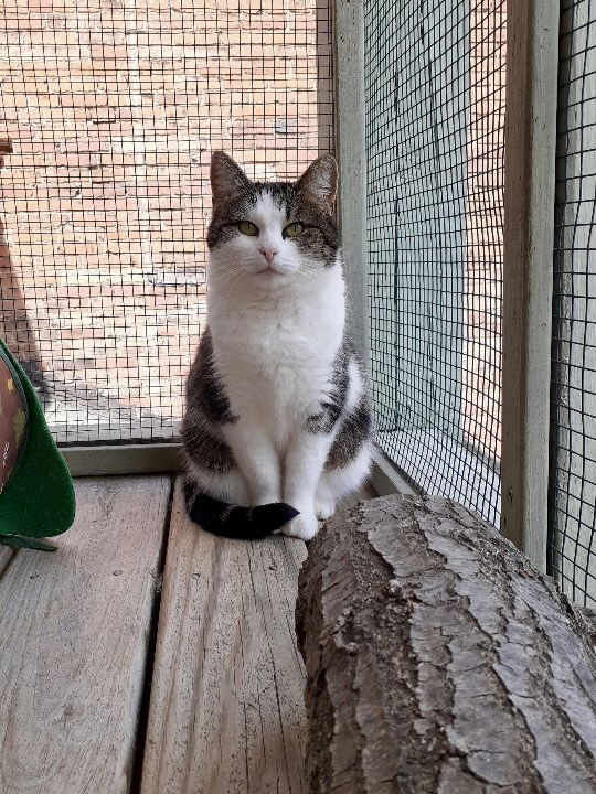 Pepper, an adoptable Domestic Short Hair in Pittsburgh, PA, 15220 | Photo Image 3