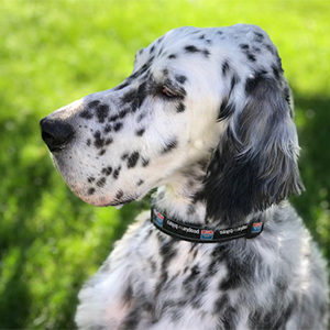 Dog For Adoption Norman An English Setter In Denver Co Petfinder