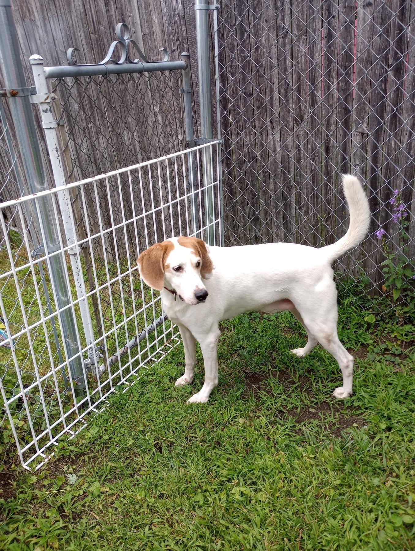 Winchester, an adoptable Foxhound in East Amherst, NY, 14051 | Photo Image 1