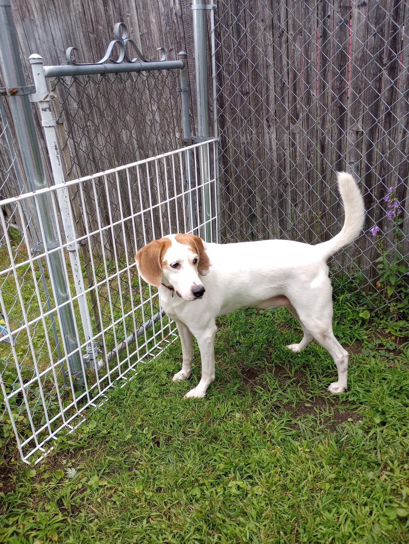 Winchester, an adoptable Foxhound in East Amherst, NY, 14051 | Photo Image 2