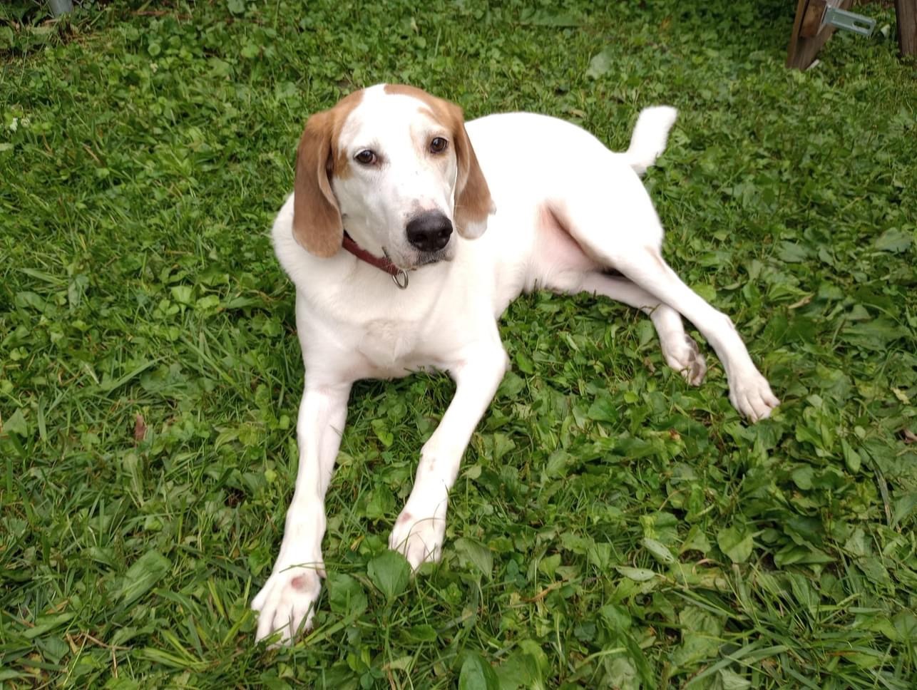 Winchester, an adoptable Foxhound in East Amherst, NY, 14051 | Photo Image 2