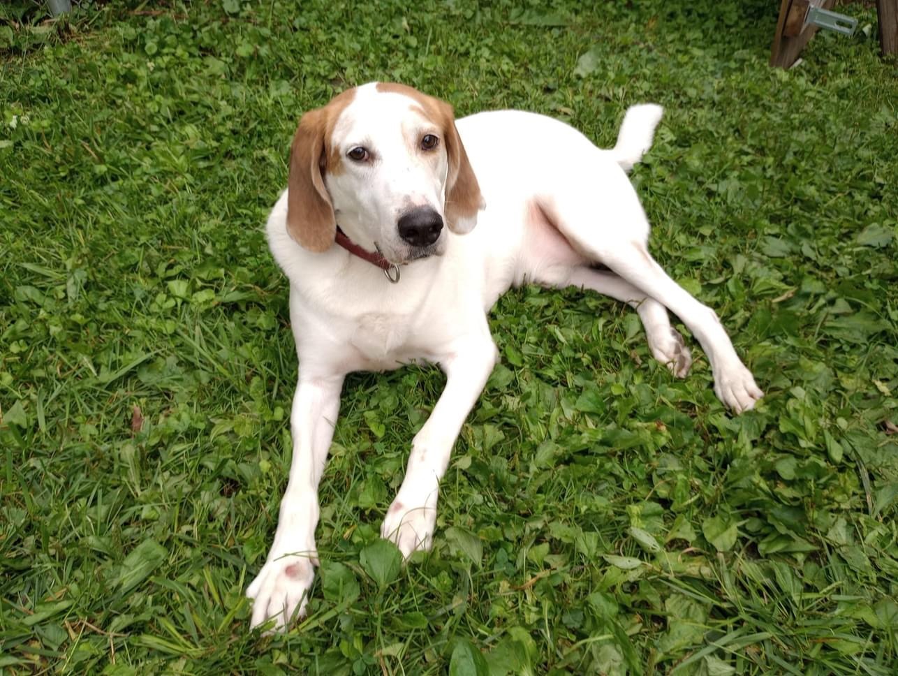 Winchester, an adoptable Foxhound in East Amherst, NY, 14051 | Photo Image 1
