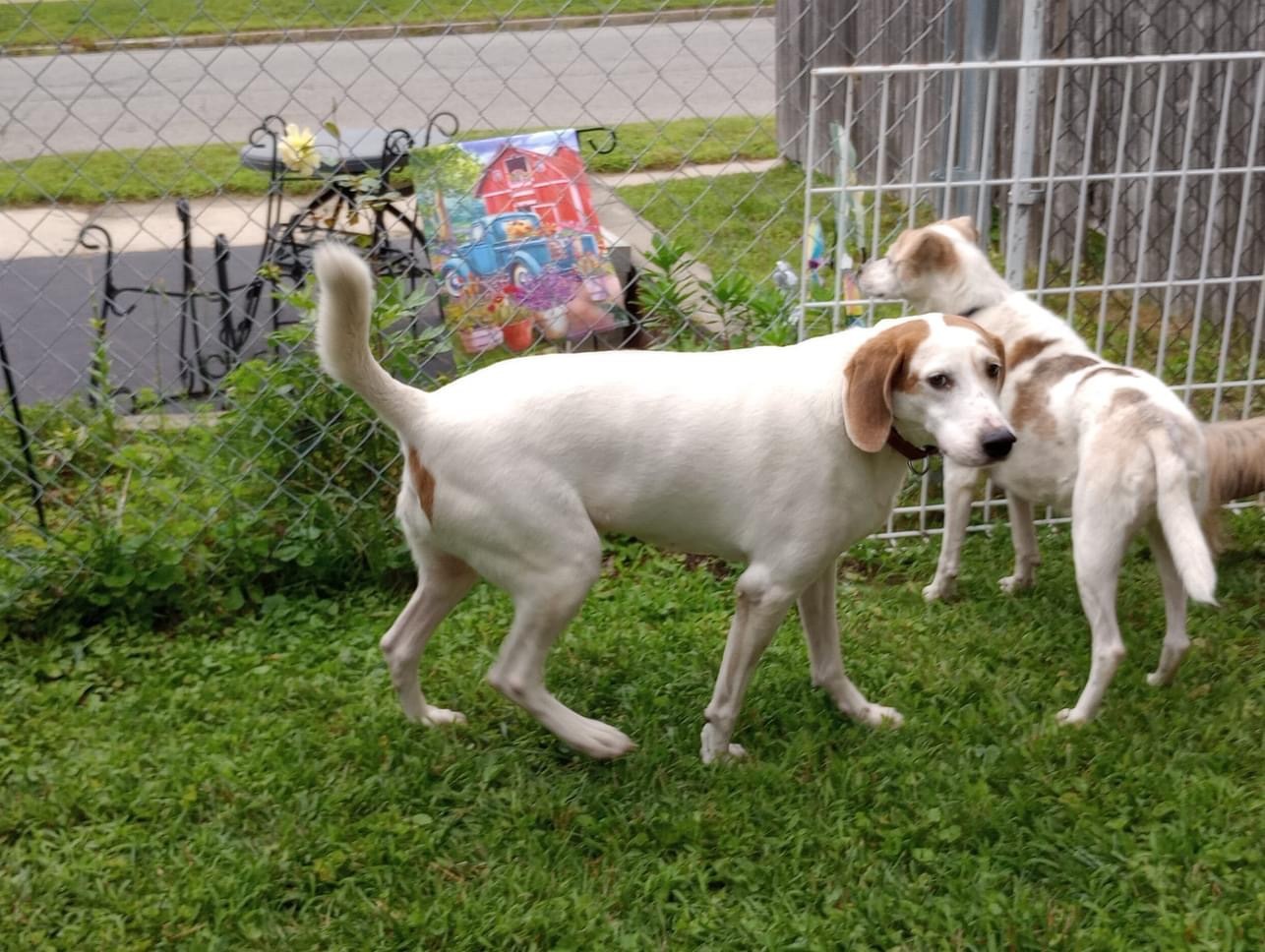 Winchester, an adoptable Foxhound in East Amherst, NY, 14051 | Photo Image 3