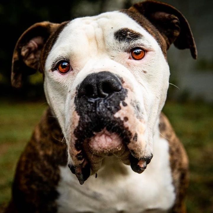 Dog For Adoption Chance An American Bulldog In Austin Tx Petfinder