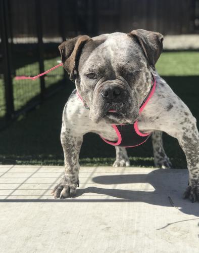 Willow Creek, an adoptable American Bulldog, English Bulldog in Pittsburg, CA, 94565 | Photo Image 1