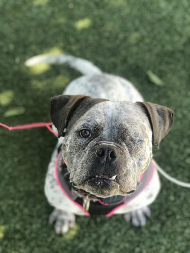 Willow Creek, an adoptable American Bulldog, English Bulldog in Pittsburg, CA, 94565 | Photo Image 2