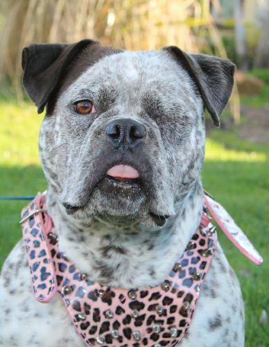 Blue heeler sale english bulldog mix