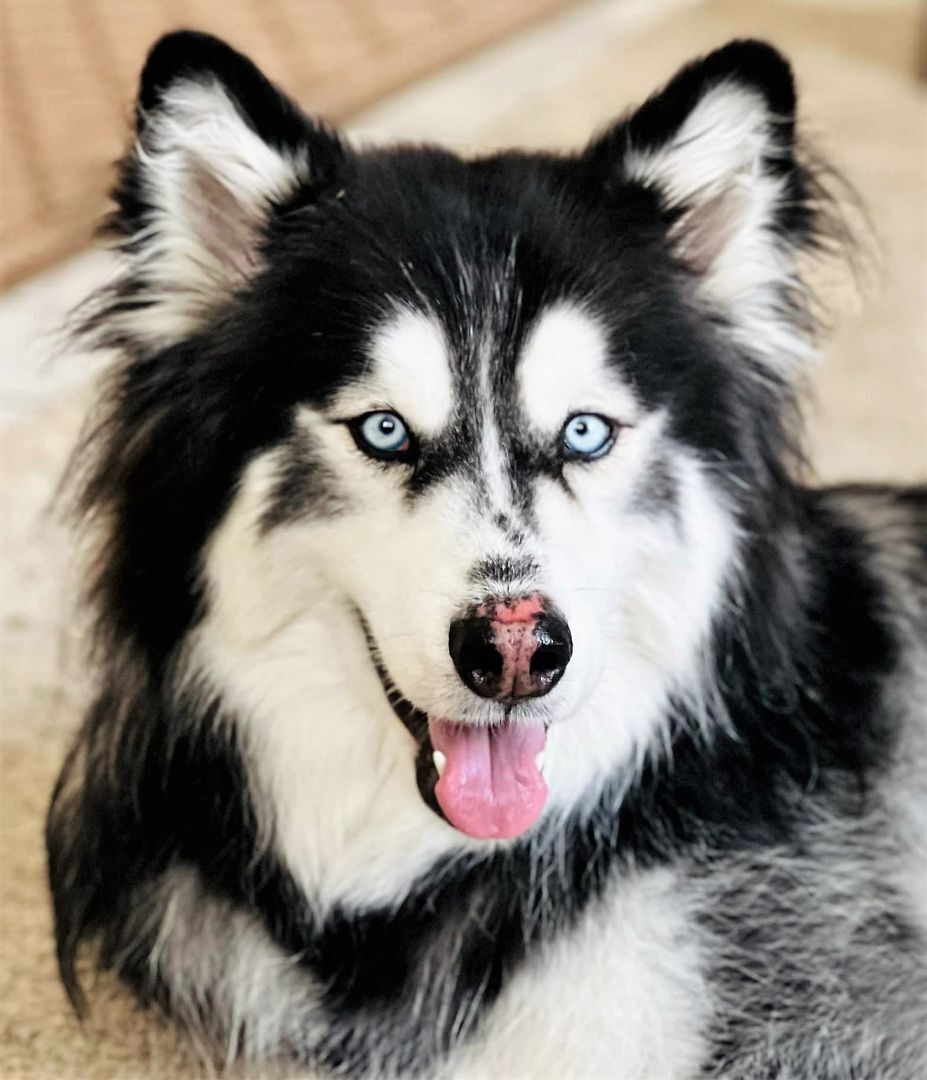 ROADIE, an adoptable Husky in Albuquerque, NM, 87114 | Photo Image 1
