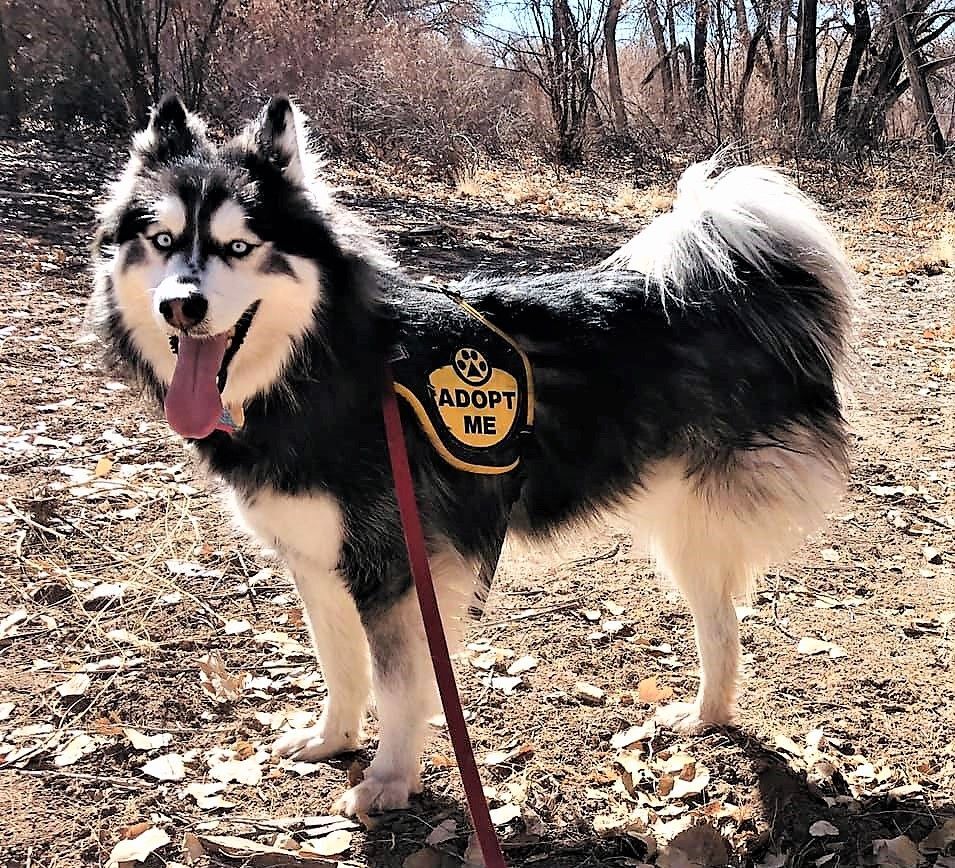 ROADIE, an adoptable Husky in Albuquerque, NM, 87114 | Photo Image 2