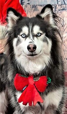 ROADIE, an adoptable Husky in Albuquerque, NM, 87114 | Photo Image 3