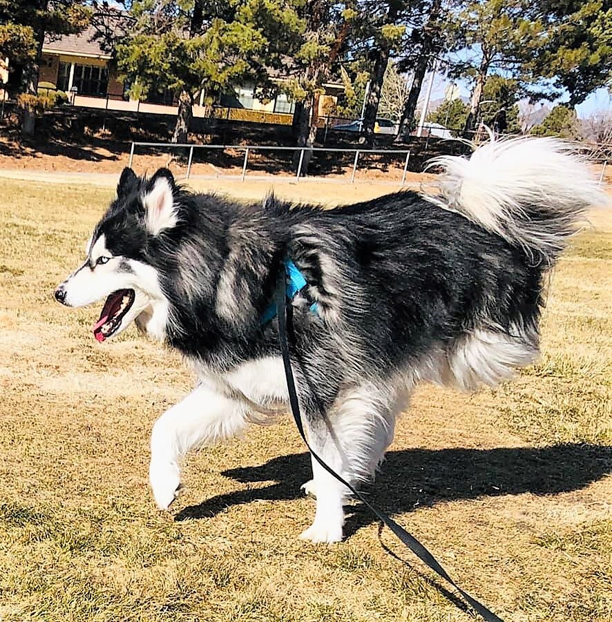 ROADIE, an adoptable Husky in Albuquerque, NM, 87114 | Photo Image 4