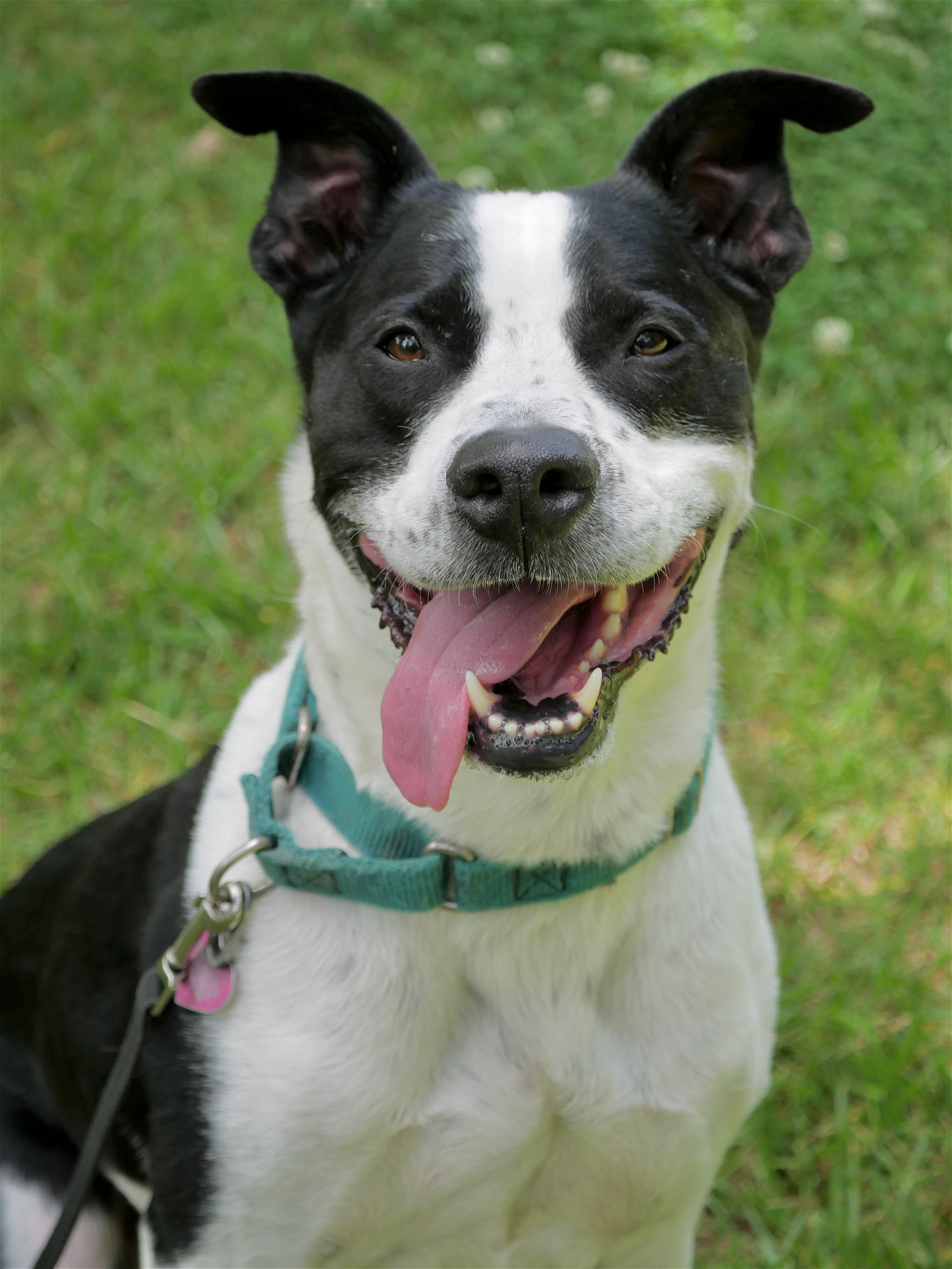 Kubo Lonestar, an adoptable Border Collie, Terrier in Rockaway, NJ, 07866 | Photo Image 1