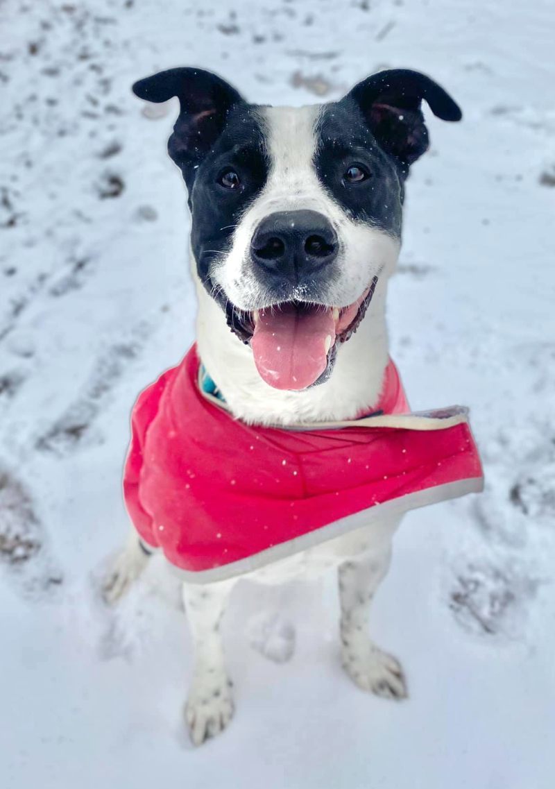 Kubo Lonestar, an adoptable Border Collie, Terrier in Rockaway, NJ, 07866 | Photo Image 2