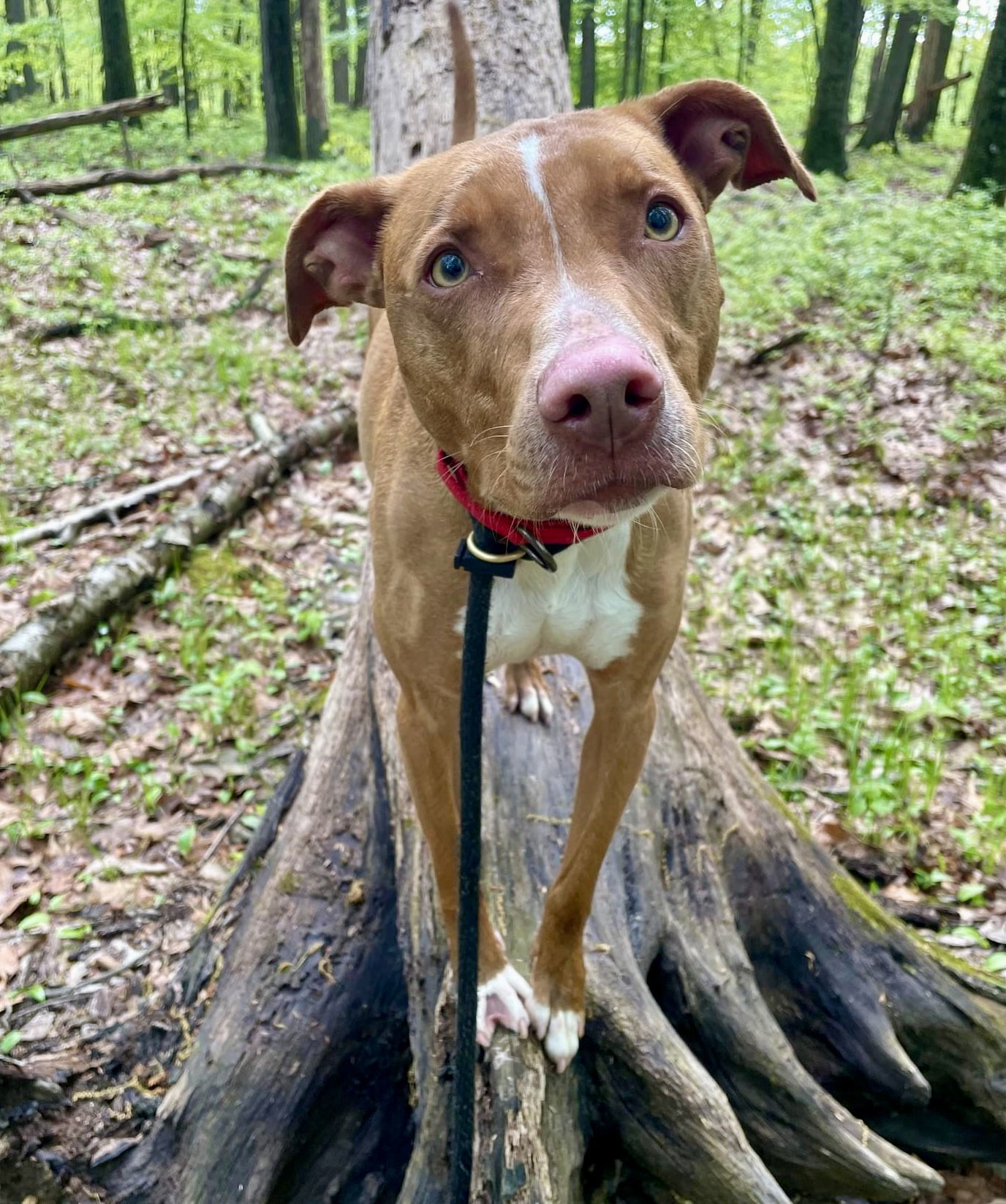 Kylo Lonestar*, an adoptable Pit Bull Terrier, Blue Lacy in Rockaway, NJ, 07866 | Photo Image 1