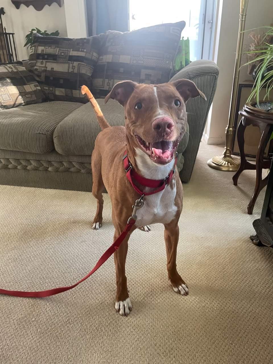 Kylo Lonestar*, an adoptable Pit Bull Terrier, Blue Lacy in Rockaway, NJ, 07866 | Photo Image 2