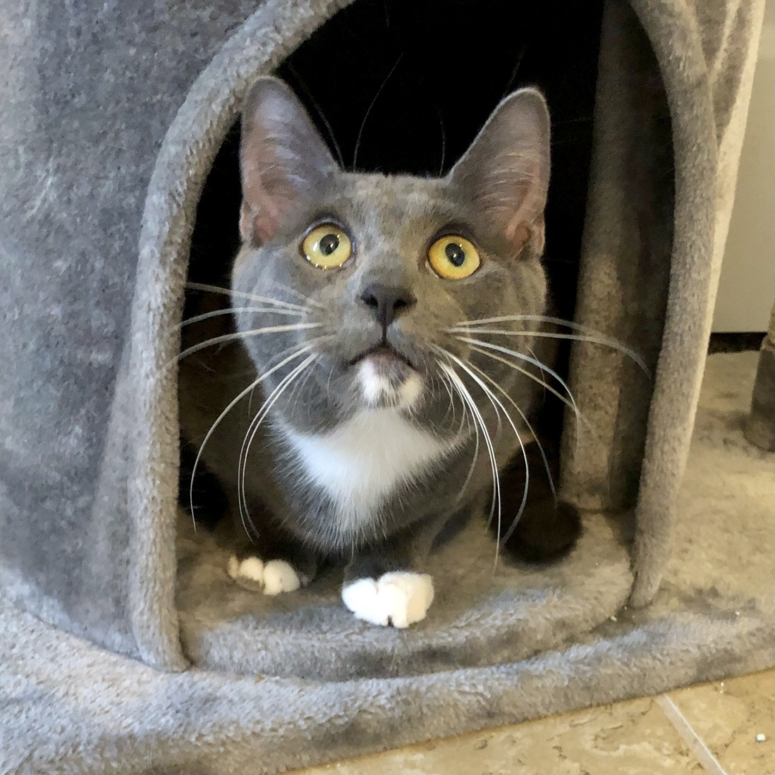Skyler, an adoptable Domestic Short Hair in Fort Worth, TX, 76121 | Photo Image 2
