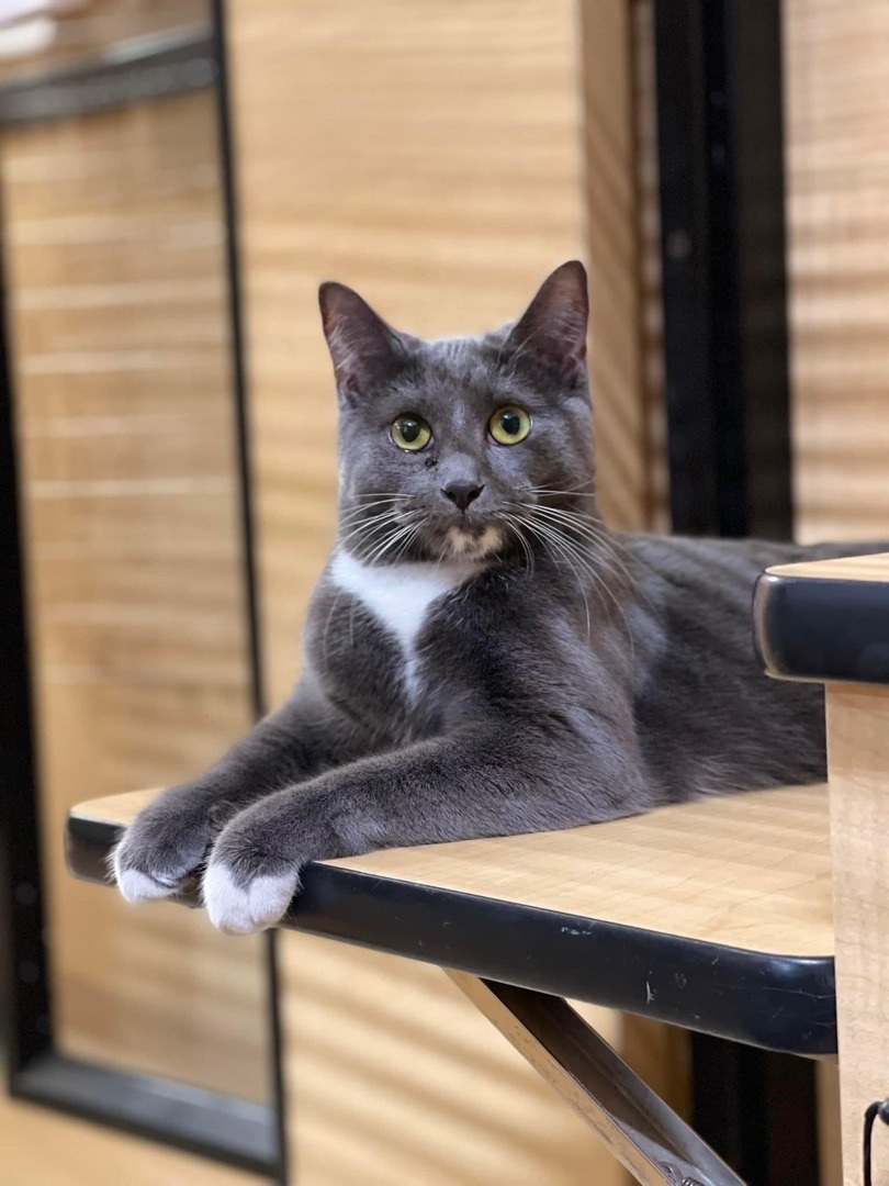 Skyler, an adoptable Domestic Short Hair in Fort Worth, TX, 76121 | Photo Image 1