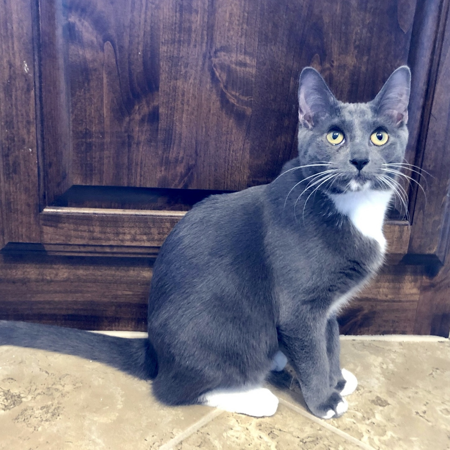 Skyler, an adoptable Domestic Short Hair in Fort Worth, TX, 76121 | Photo Image 3