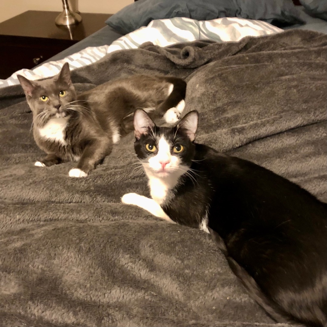 Skyler, an adoptable Domestic Short Hair in Fort Worth, TX, 76121 | Photo Image 5