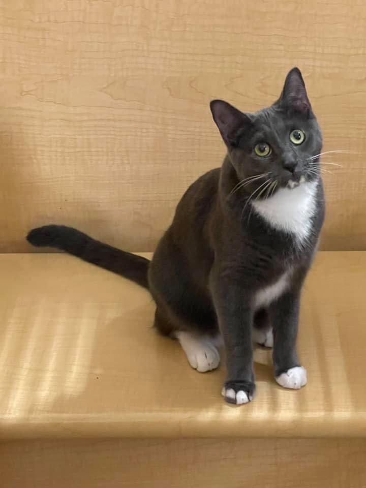 Skyler, an adoptable Domestic Short Hair in Fort Worth, TX, 76121 | Photo Image 6