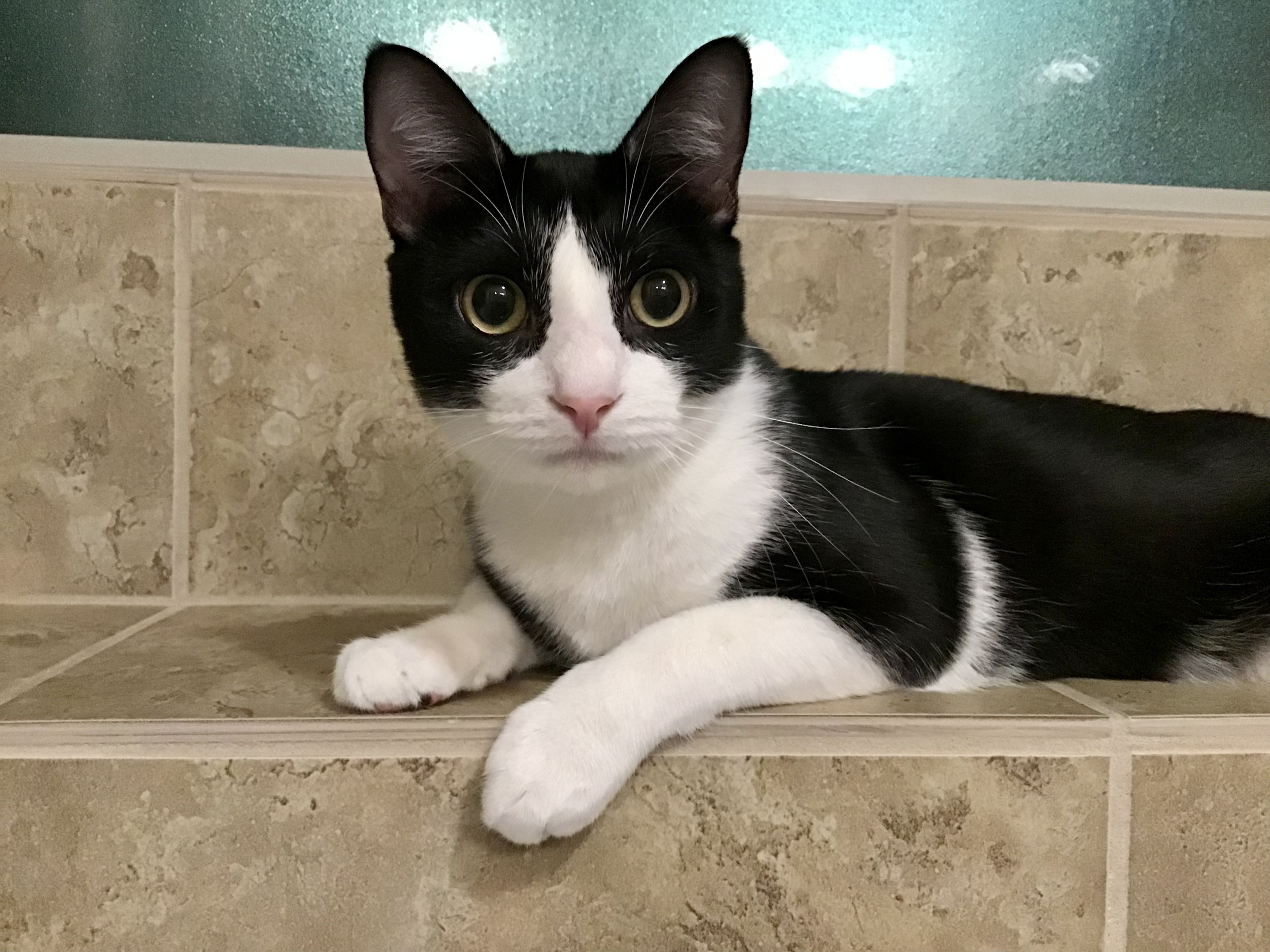 Ringo, an adoptable Domestic Short Hair in Fort Worth, TX, 76121 | Photo Image 2